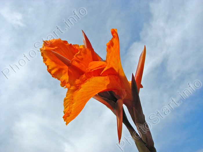 راهنمای نگهداری و پرورش گل و گیاهان زینتی - گل اختر